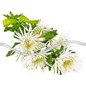 Моя дорогая Моя дорогая